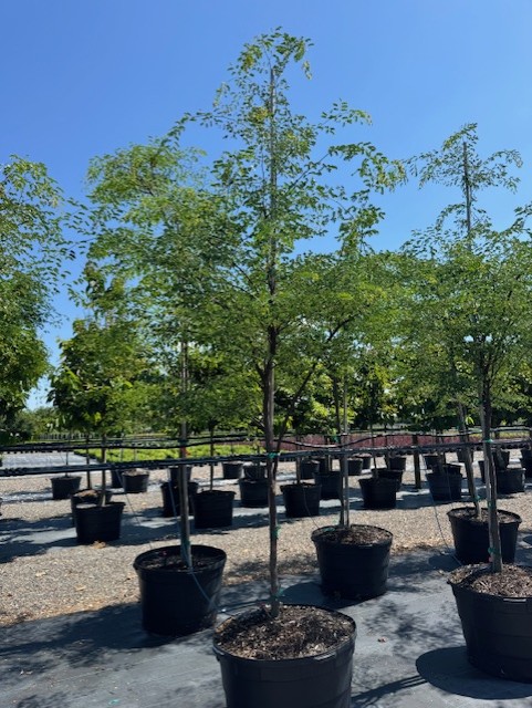 caesalpinia-granadillo-bridalveil-tree