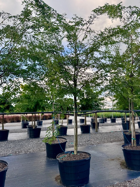 caesalpinia-granadillo-bridalveil-tree