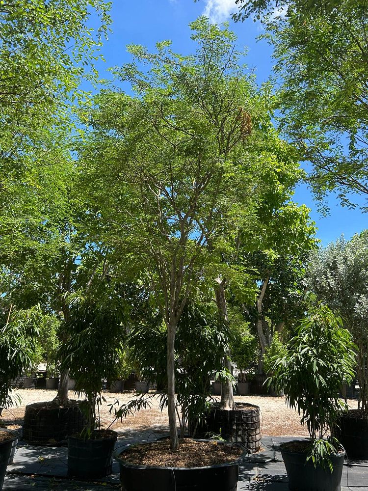 caesalpinia-granadillo-bridalveil-tree