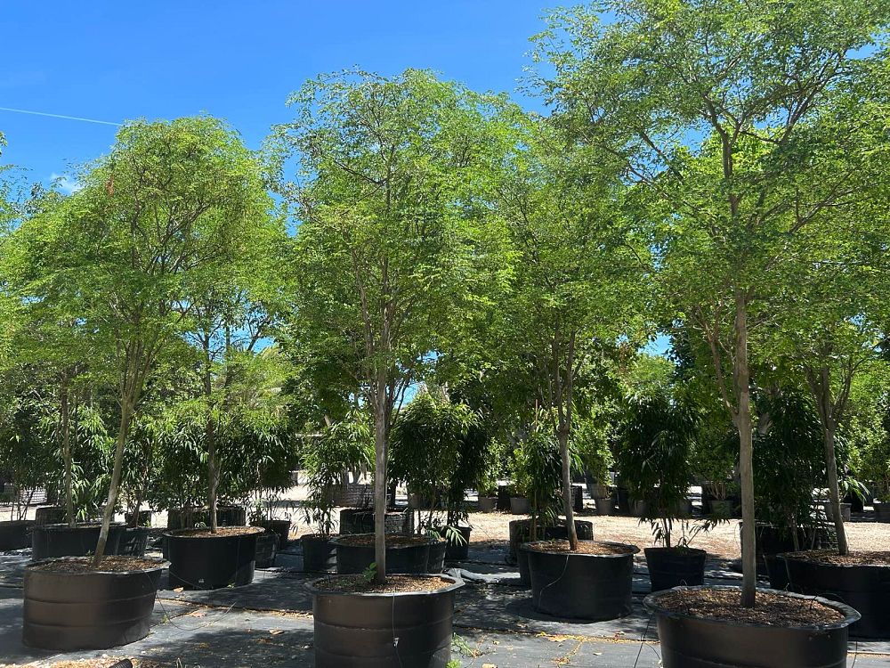 caesalpinia-granadillo-bridalveil-tree