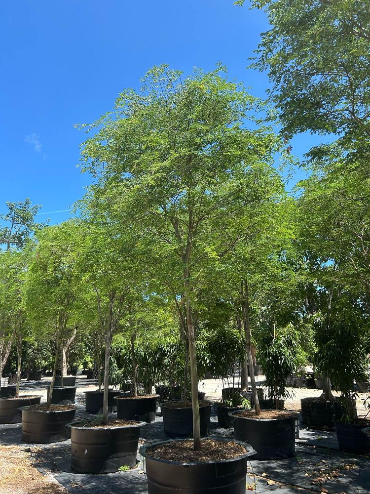 caesalpinia-granadillo-bridalveil-tree