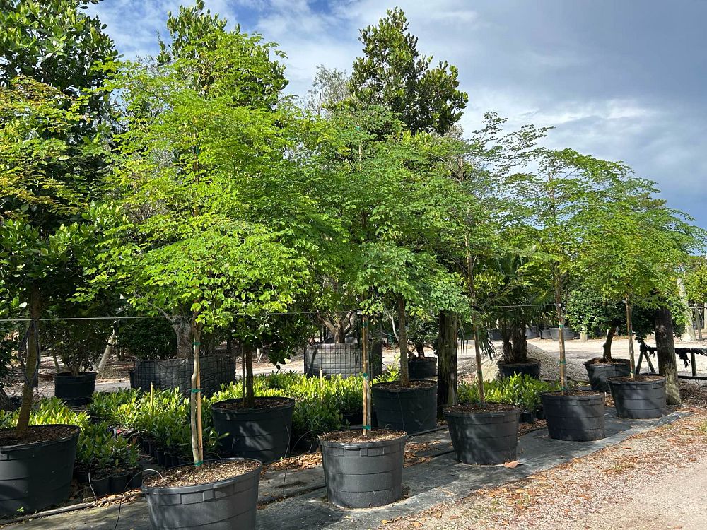 caesalpinia-granadillo-bridalveil-tree