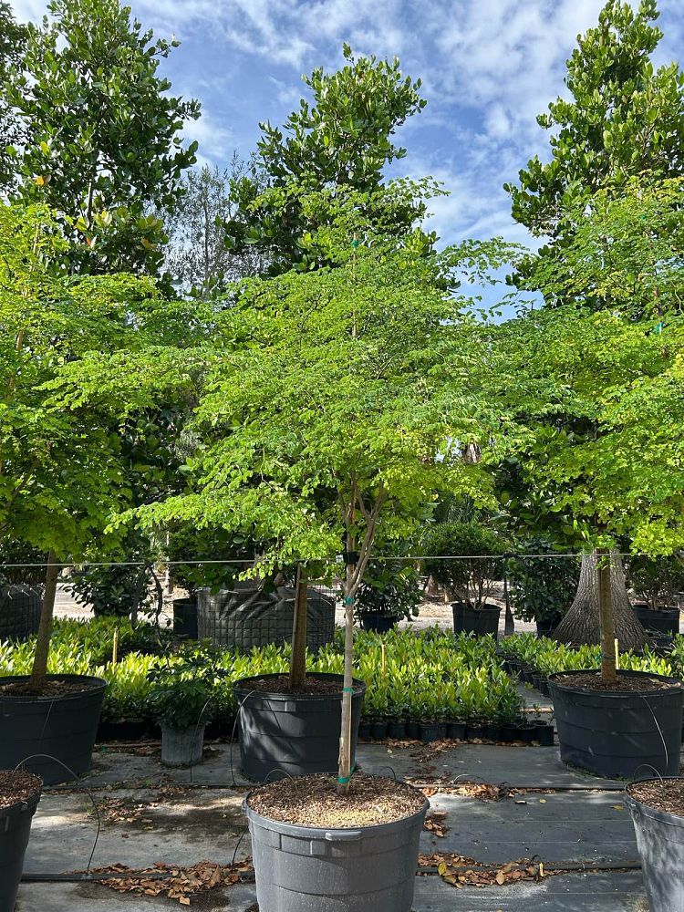 caesalpinia-granadillo-bridalveil-tree