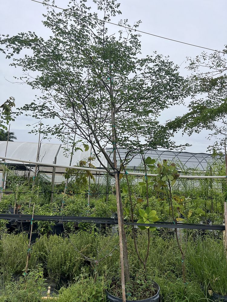 caesalpinia-granadillo-bridalveil-tree