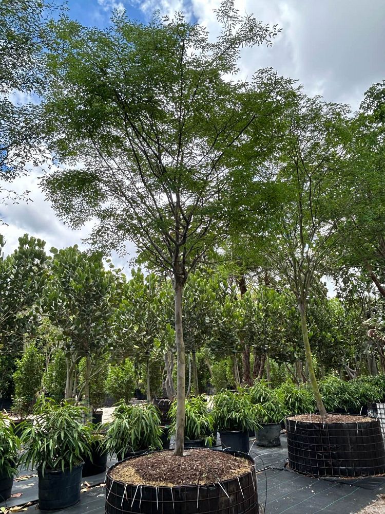 caesalpinia-granadillo-bridalveil-tree