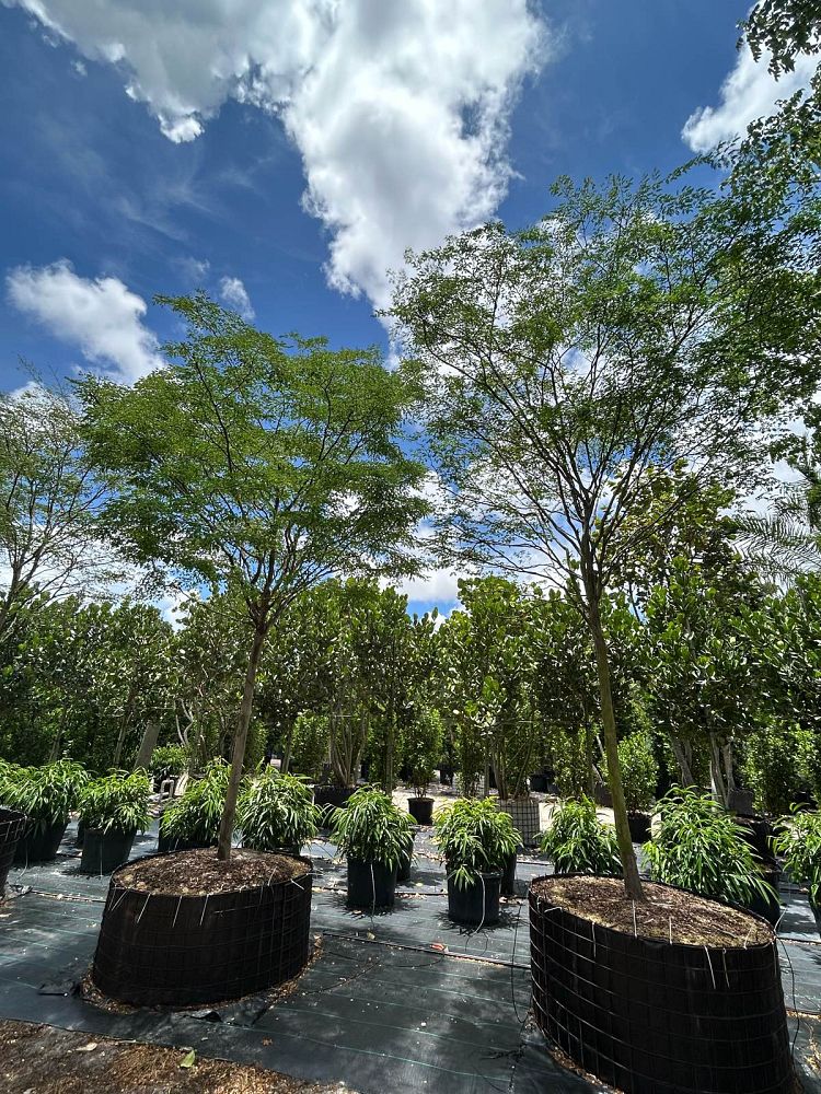 caesalpinia-granadillo-bridalveil-tree