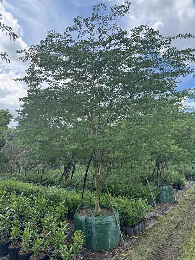 caesalpinia-granadillo-bridalveil-tree