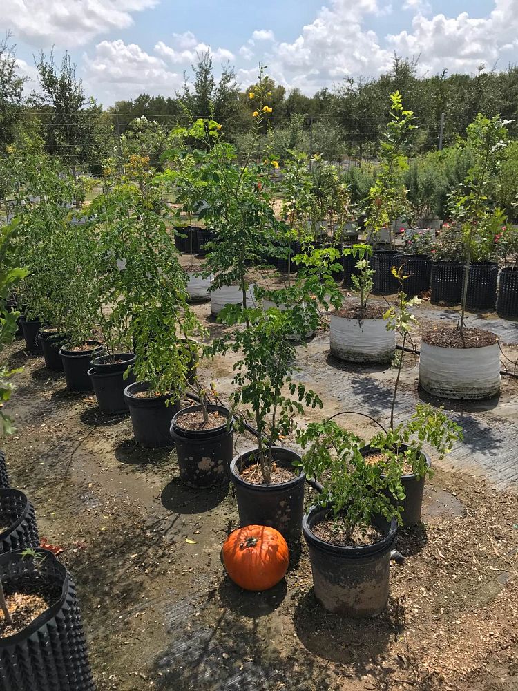 River Road Nurseries