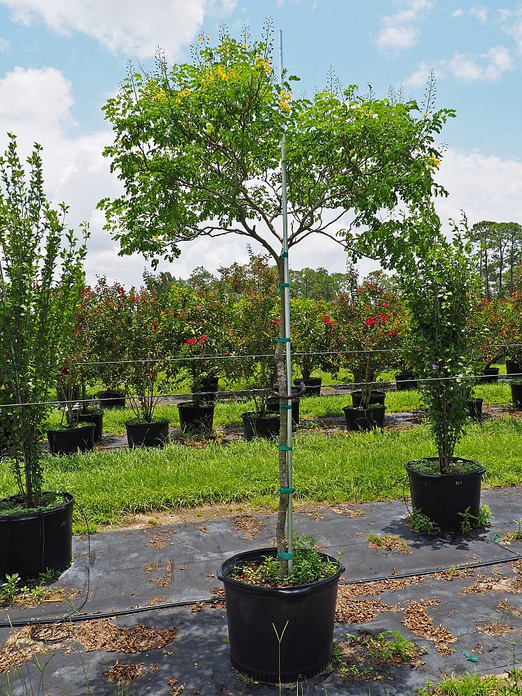 caesalpinia-mexicana-mexican-caesalpinia-mexican-bird-of-paradise-mexican-poinciana