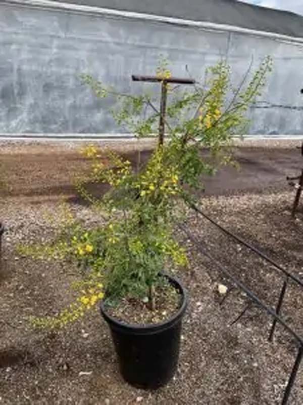 caesalpinia-mexicana-mexican-caesalpinia-mexican-bird-of-paradise-mexican-poinciana