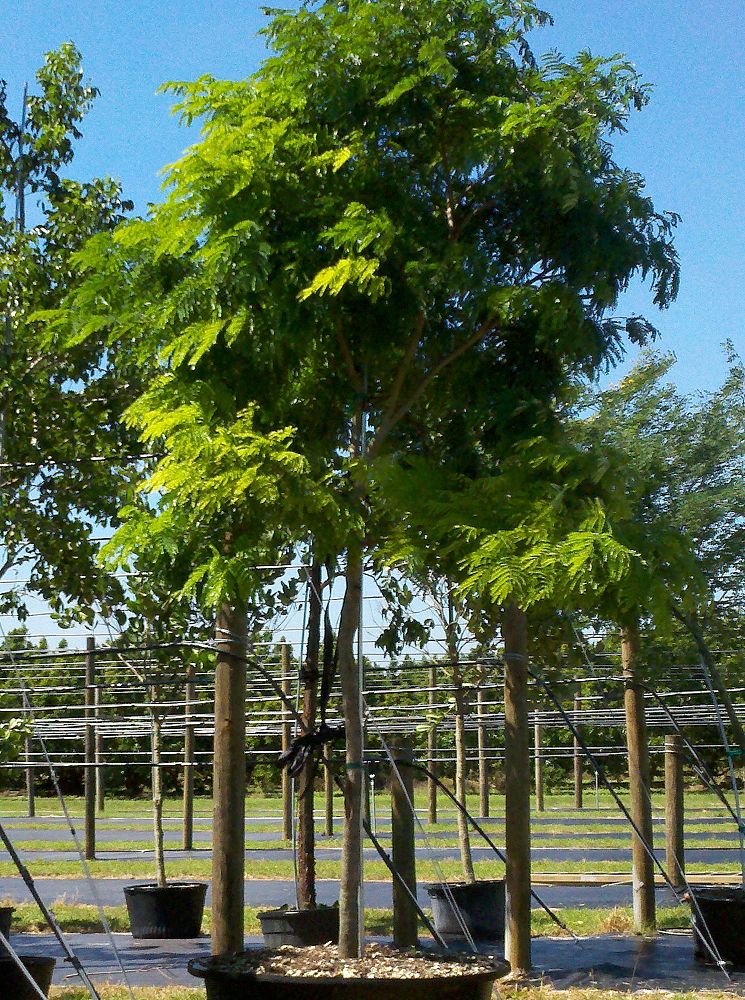caesalpinia-peltophoroides-sebipira