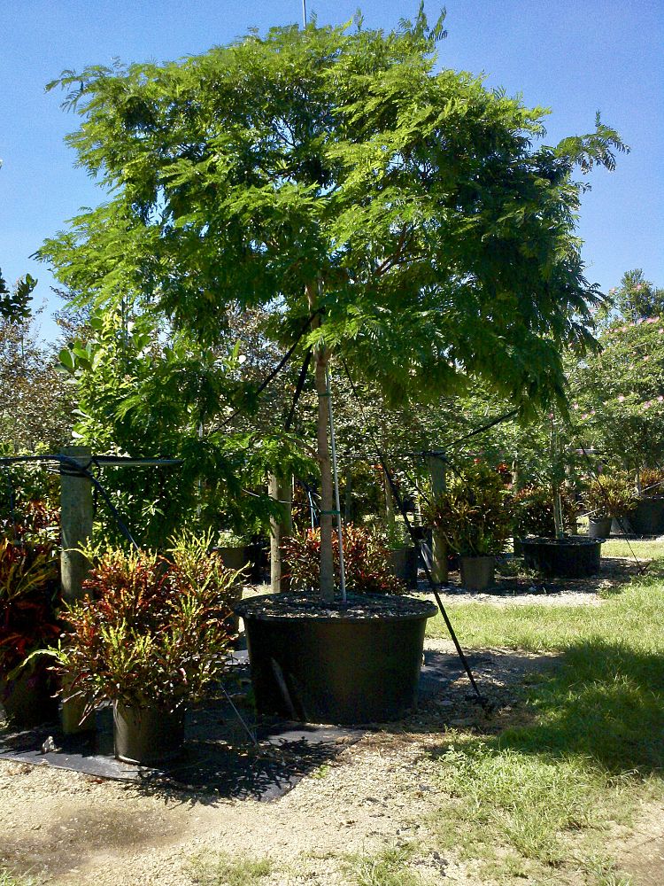caesalpinia-peltophoroides-sebipira