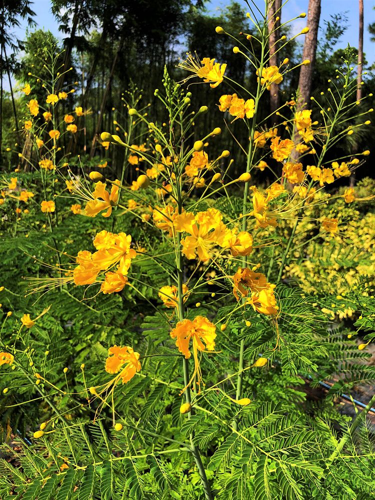 caesalpinia-pulcherrima-aurea-dwarf-poinciana-yellow-pride-of-barbados-yellow