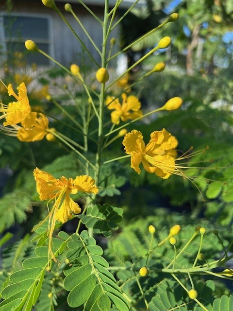 caesalpinia-pulcherrima-aurea-dwarf-poinciana-yellow-pride-of-barbados-yellow