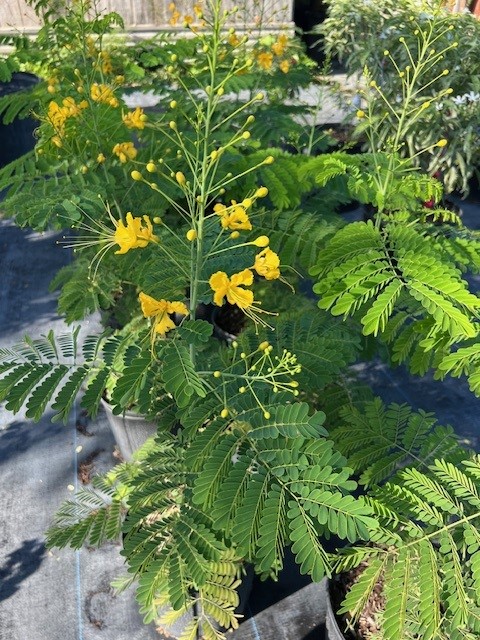 caesalpinia-pulcherrima-aurea-dwarf-poinciana-yellow-pride-of-barbados-yellow