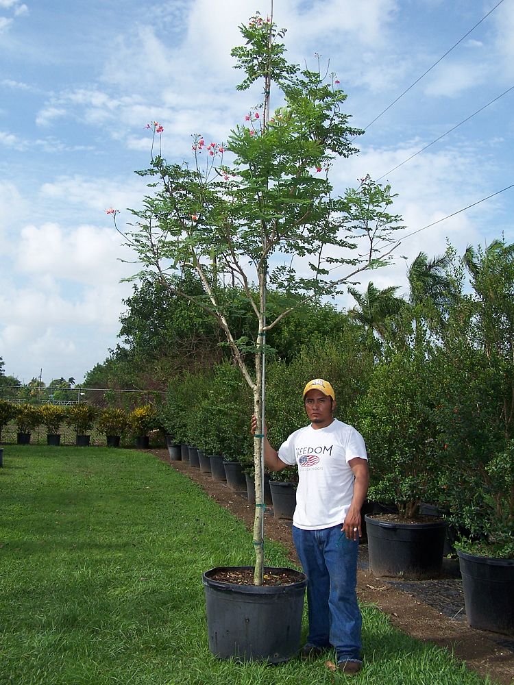 caesalpinia-pulcherrima-dwarf-poinciana-pride-of-barbados