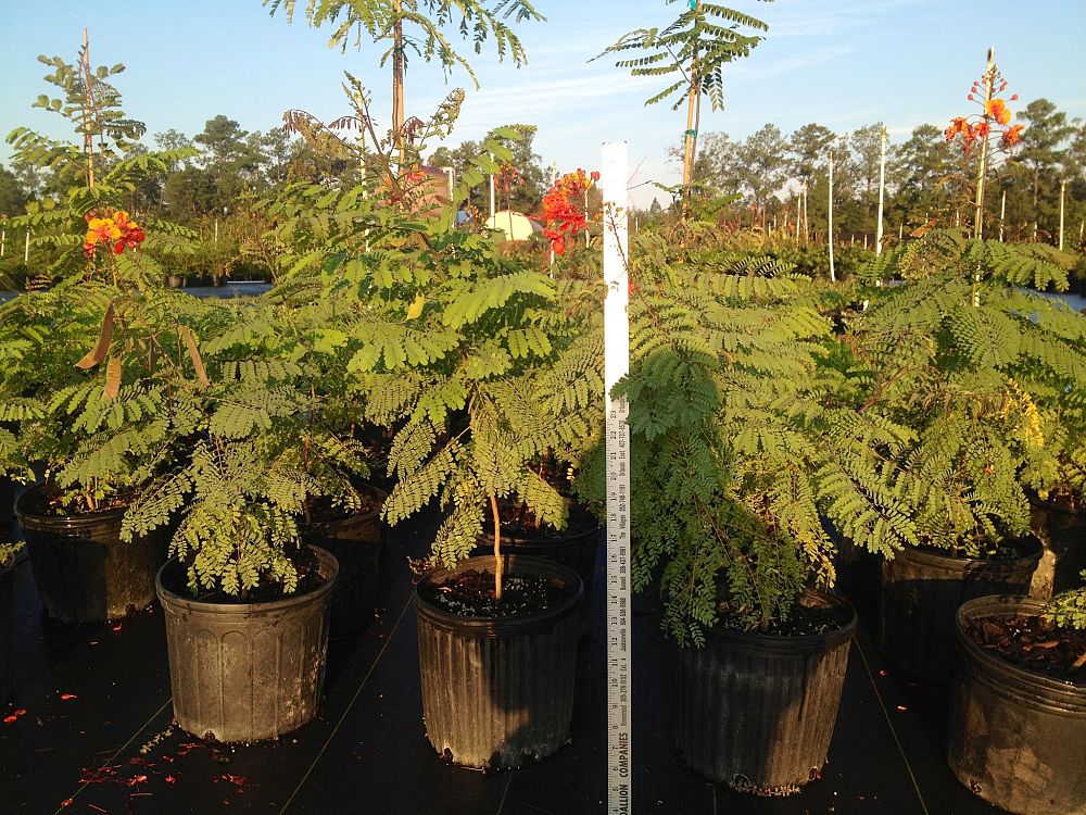 caesalpinia-pulcherrima-dwarf-poinciana-pride-of-barbados