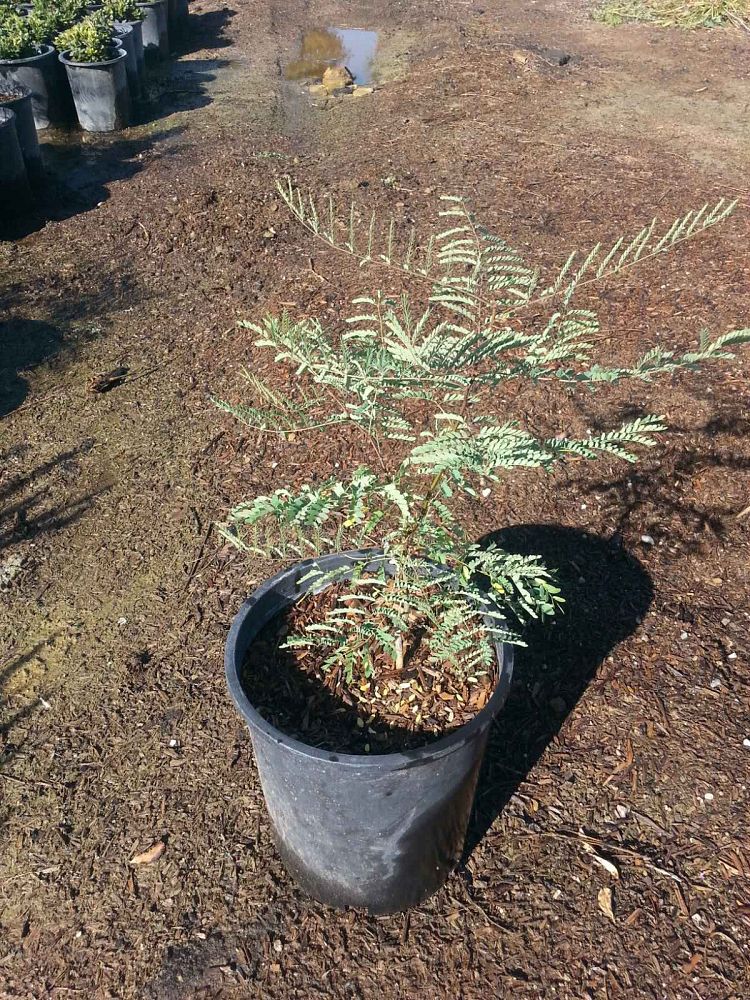 caesalpinia-pulcherrima-dwarf-poinciana-pride-of-barbados