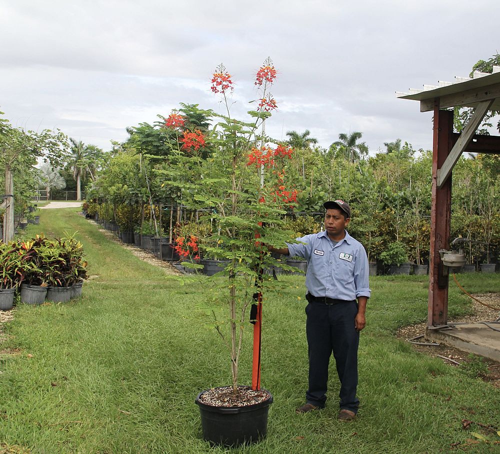 caesalpinia-pulcherrima-dwarf-poinciana-pride-of-barbados