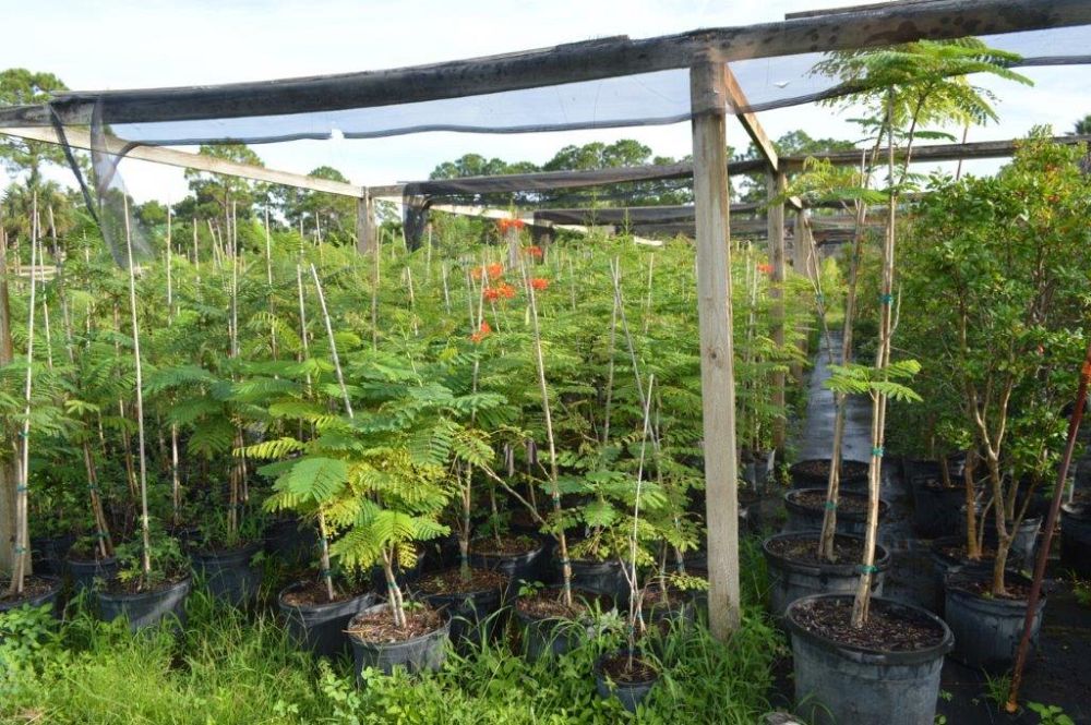 caesalpinia-pulcherrima-dwarf-poinciana-pride-of-barbados