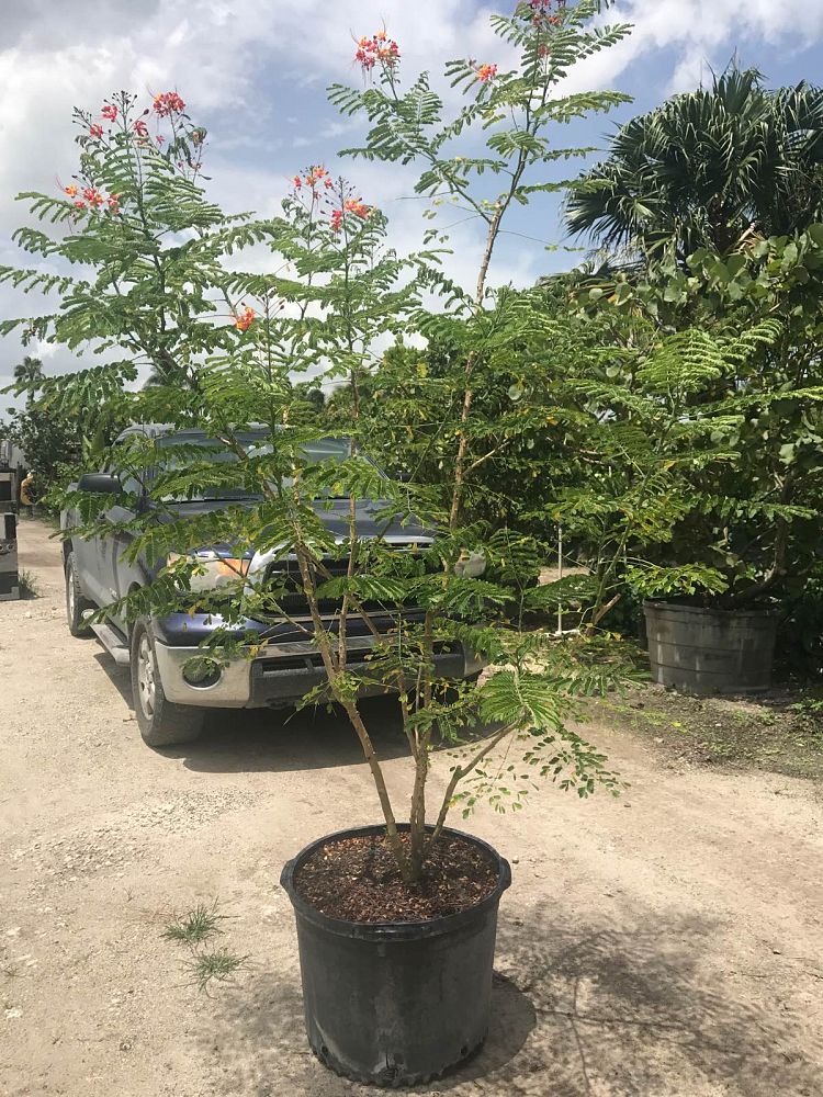 caesalpinia-pulcherrima-dwarf-poinciana-pride-of-barbados