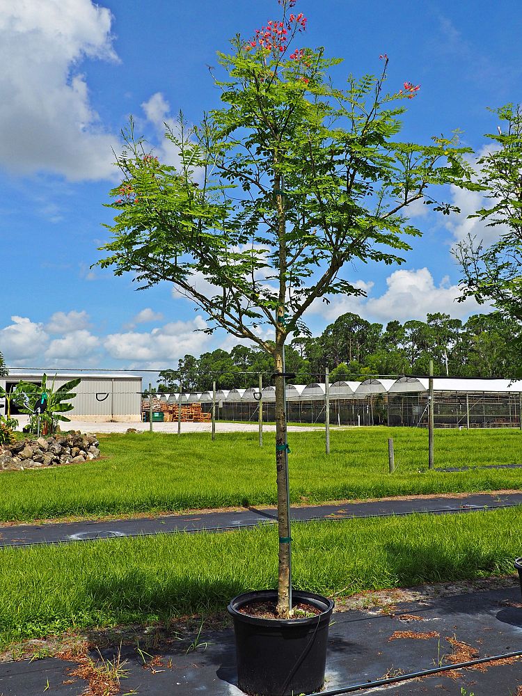 caesalpinia-pulcherrima-dwarf-poinciana-pride-of-barbados