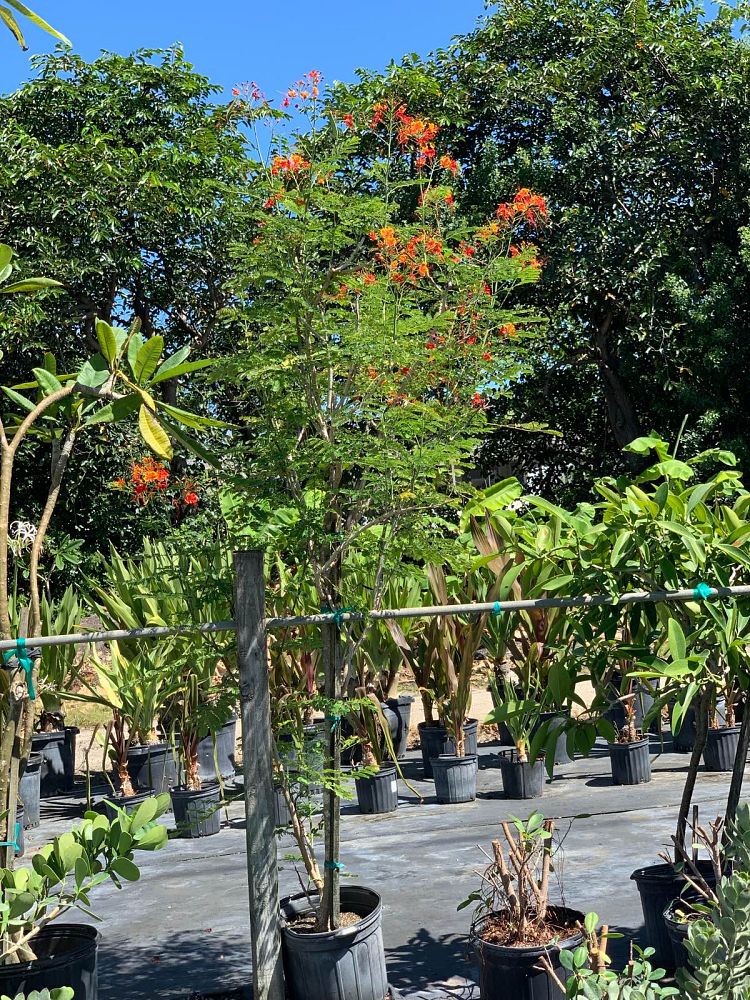 caesalpinia-pulcherrima-dwarf-poinciana-pride-of-barbados