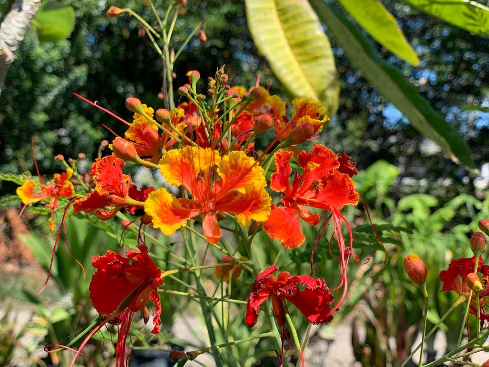 caesalpinia-pulcherrima-dwarf-poinciana-pride-of-barbados