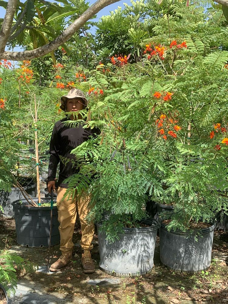 caesalpinia-pulcherrima-dwarf-poinciana-pride-of-barbados