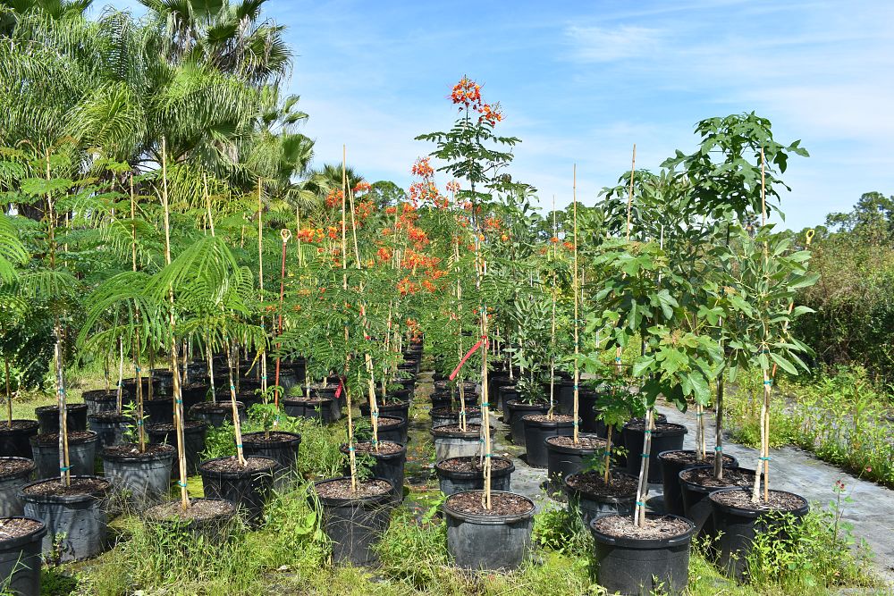 caesalpinia-pulcherrima-dwarf-poinciana-pride-of-barbados