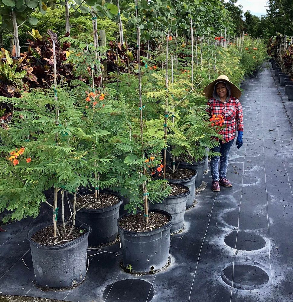 caesalpinia-pulcherrima-dwarf-poinciana-pride-of-barbados