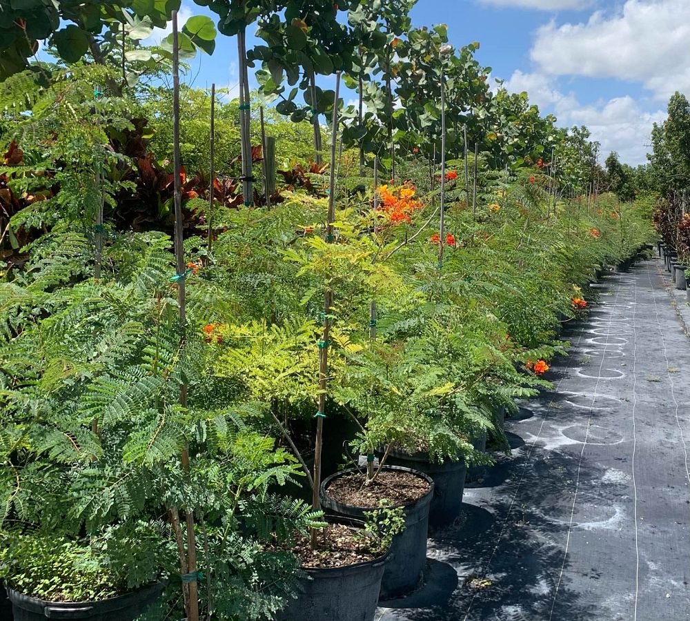 caesalpinia-pulcherrima-dwarf-poinciana-pride-of-barbados