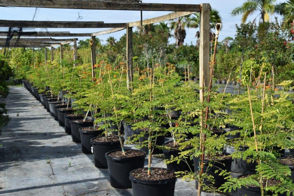 caesalpinia-pulcherrima-dwarf-poinciana-pride-of-barbados
