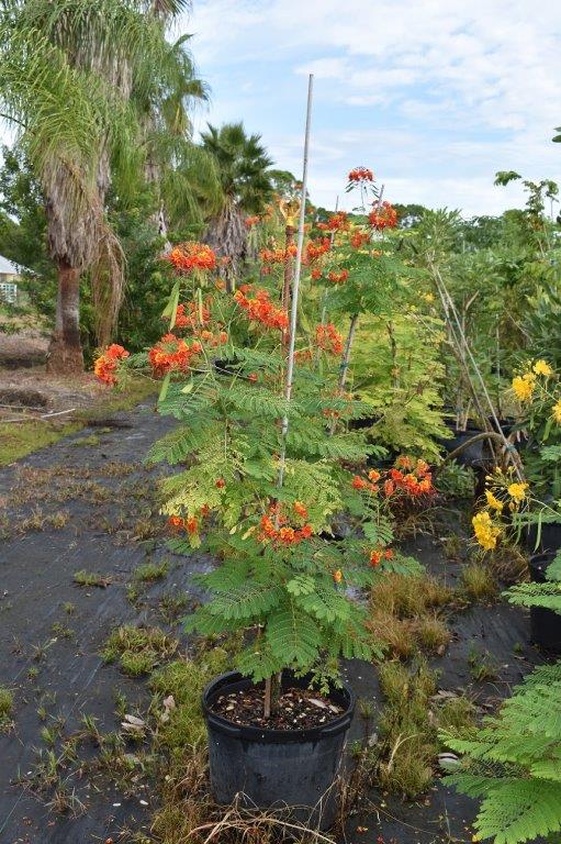 caesalpinia-pulcherrima-dwarf-poinciana-pride-of-barbados