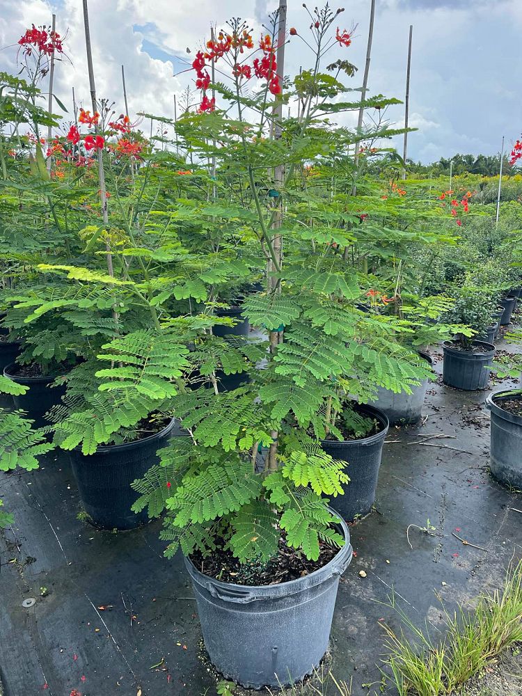 caesalpinia-pulcherrima-dwarf-poinciana-pride-of-barbados