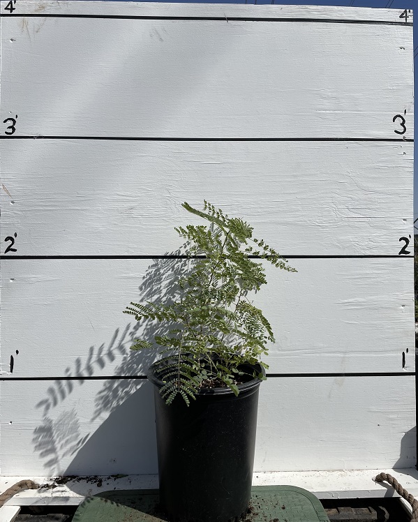 caesalpinia-pulcherrima-dwarf-poinciana-pride-of-barbados