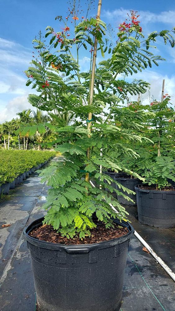 caesalpinia-pulcherrima-dwarf-poinciana-pride-of-barbados
