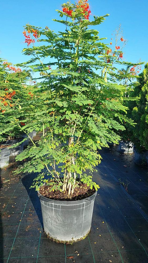 caesalpinia-pulcherrima-dwarf-poinciana-pride-of-barbados