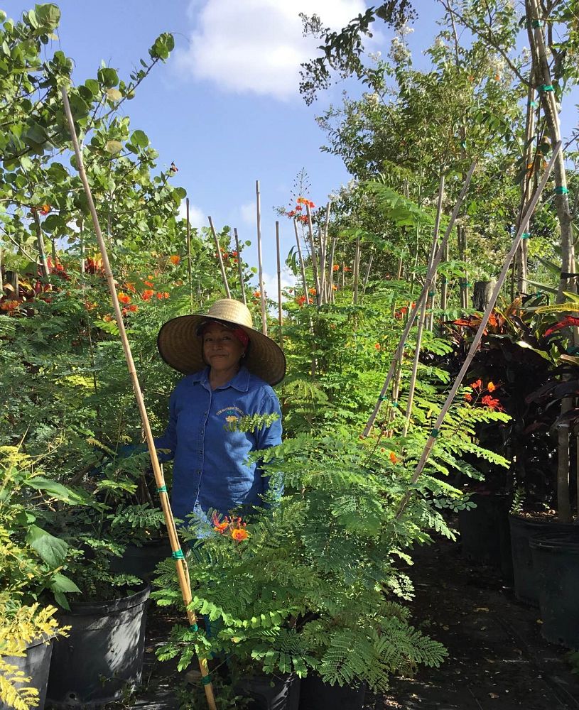 caesalpinia-pulcherrima-dwarf-poinciana-pride-of-barbados
