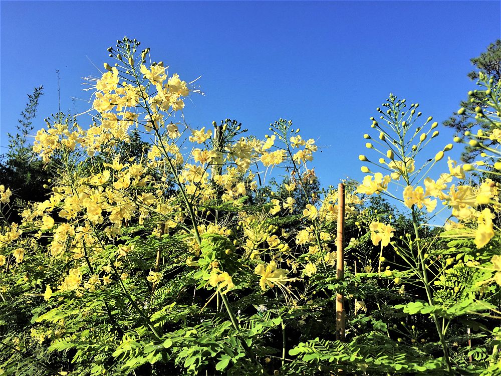 caesalpinia-pulcherrima-dwarf-poinciana-pride-of-barbados
