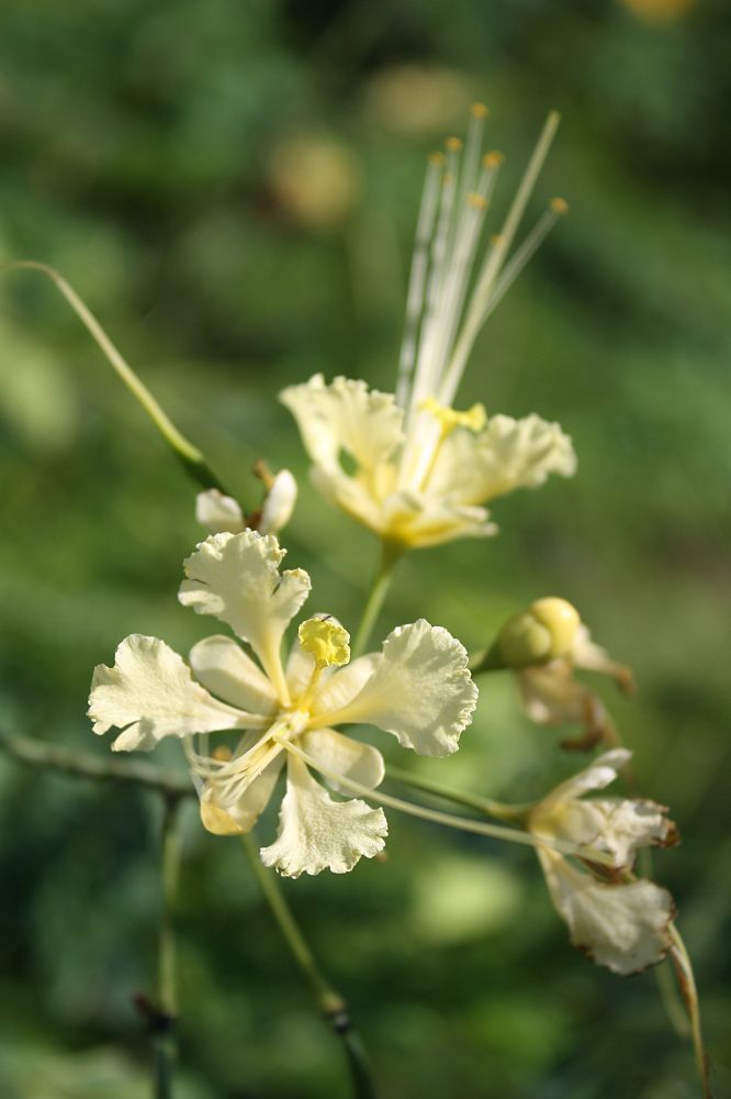 caesalpinia-pulcherrima-dwarf-poinciana-pride-of-barbados