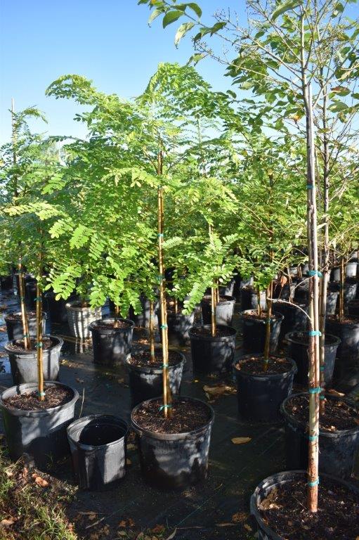 caesalpinia-pulcherrima-dwarf-poinciana-pride-of-barbados