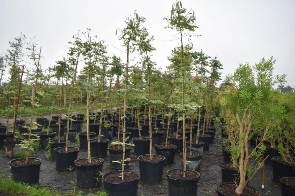 caesalpinia-pulcherrima-dwarf-poinciana-pride-of-barbados