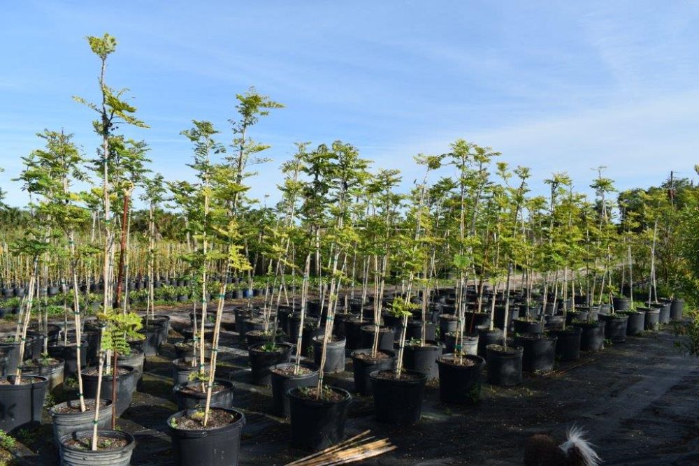 caesalpinia-pulcherrima-dwarf-poinciana-pride-of-barbados