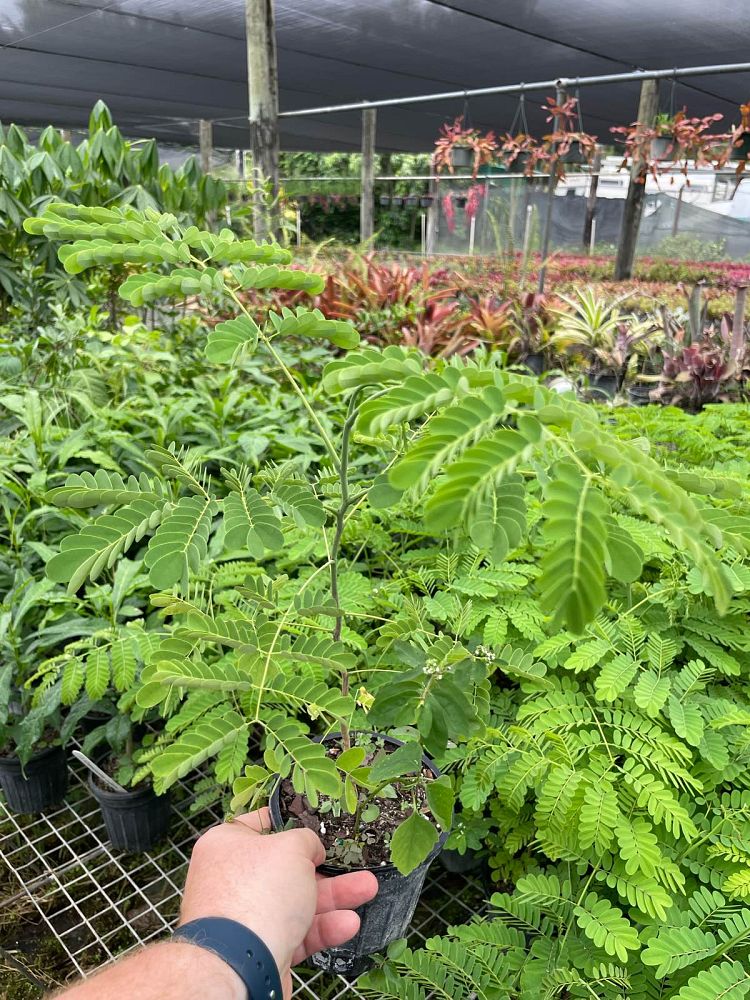 caesalpinia-pulcherrima-dwarf-poinciana-pride-of-barbados
