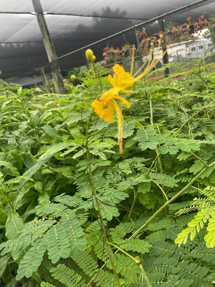 caesalpinia-pulcherrima-dwarf-poinciana-pride-of-barbados