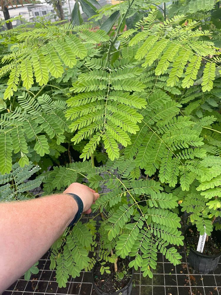 caesalpinia-pulcherrima-dwarf-poinciana-pride-of-barbados