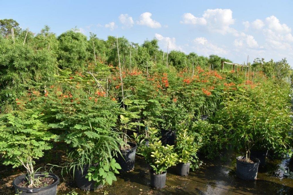 caesalpinia-pulcherrima-dwarf-poinciana-pride-of-barbados