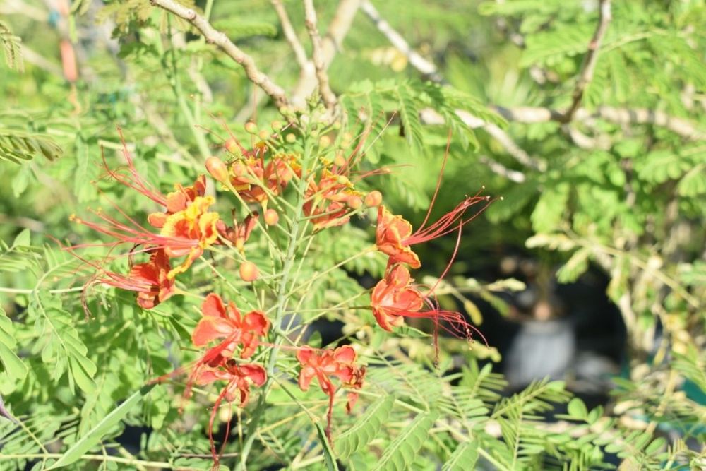 caesalpinia-pulcherrima-dwarf-poinciana-pride-of-barbados