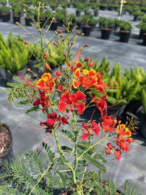caesalpinia-pulcherrima-dwarf-poinciana-pride-of-barbados